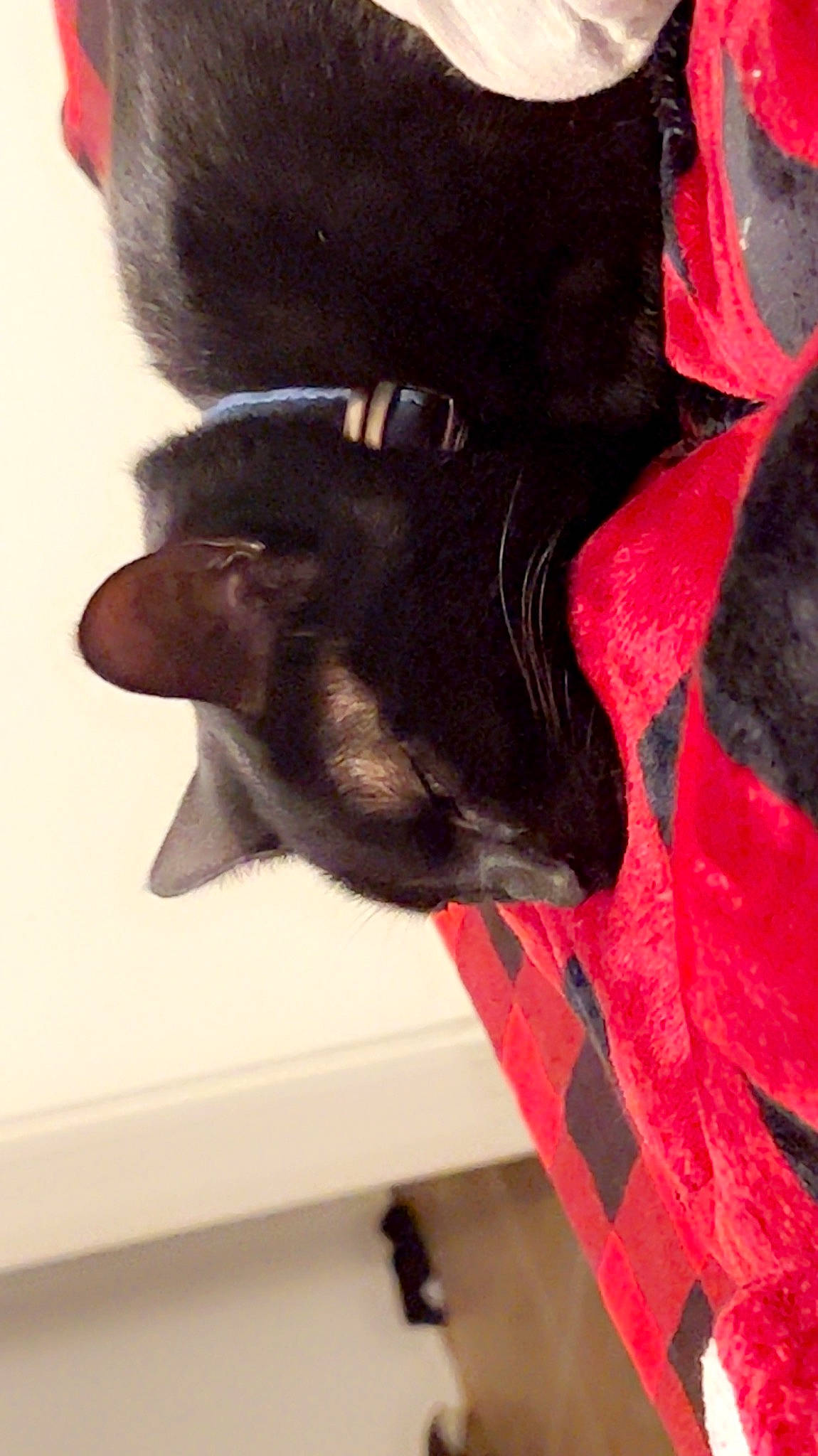 Jinx joined the competition — help win amazing prizes! canidae, carmine, carnivore, claw, comfort, companion_dog, coquelicot, dog, dog_breed, felidae, fur, gesture, liver, natural_material, pattern, petal, small_to_medium_sized_cats, snout, sporting_group, tail