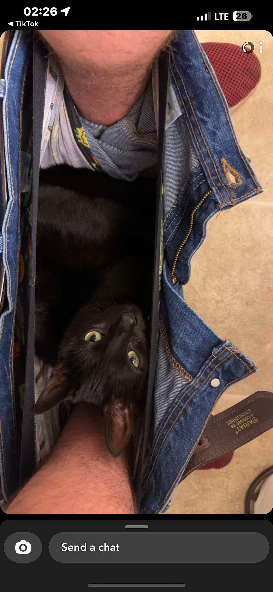 Jinx is registered to the contest to win money with this photo: bat, button, carnivore, cat, collar, denim, domestic_short_haired_cat, electric_blue, fashion_design, felidae, fur, leather, leather_jacket, liver, outerwear, pattern, sleeve, small_to_medium_sized_cats, textile, whiskers