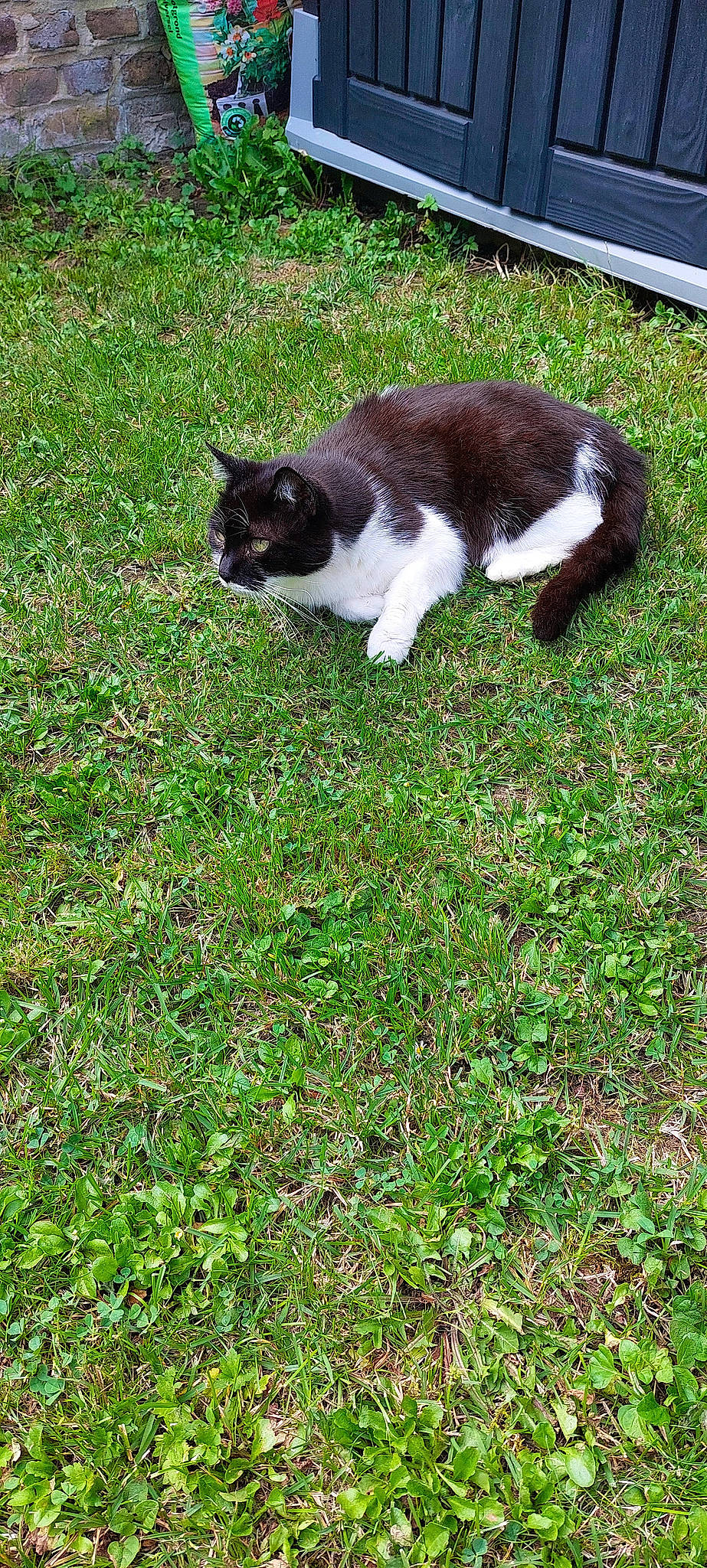 Pipo participe au concours pour gagner de l'argent avec cette photo : carnivore, cat, companion_dog, dog_breed, domestic_short_haired_cat, felidae, flooring, fur, grass, grassland, groundcover, lawn, pasture, plant, small_to_medium_sized_cats, soil, tail, terrestrial_animal, tree, whiskers