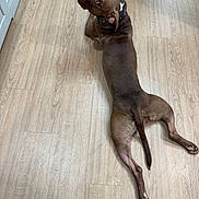 Reenie joined the competition — help win amazing prizes! dog, brown, white_mark, floor, wooden_floor, pet, animal, indoor, lying_down, looking_back, curious, canine, domestic_animal, short_hair, collar, relaxed, flooring, one_animal, mammal, paw