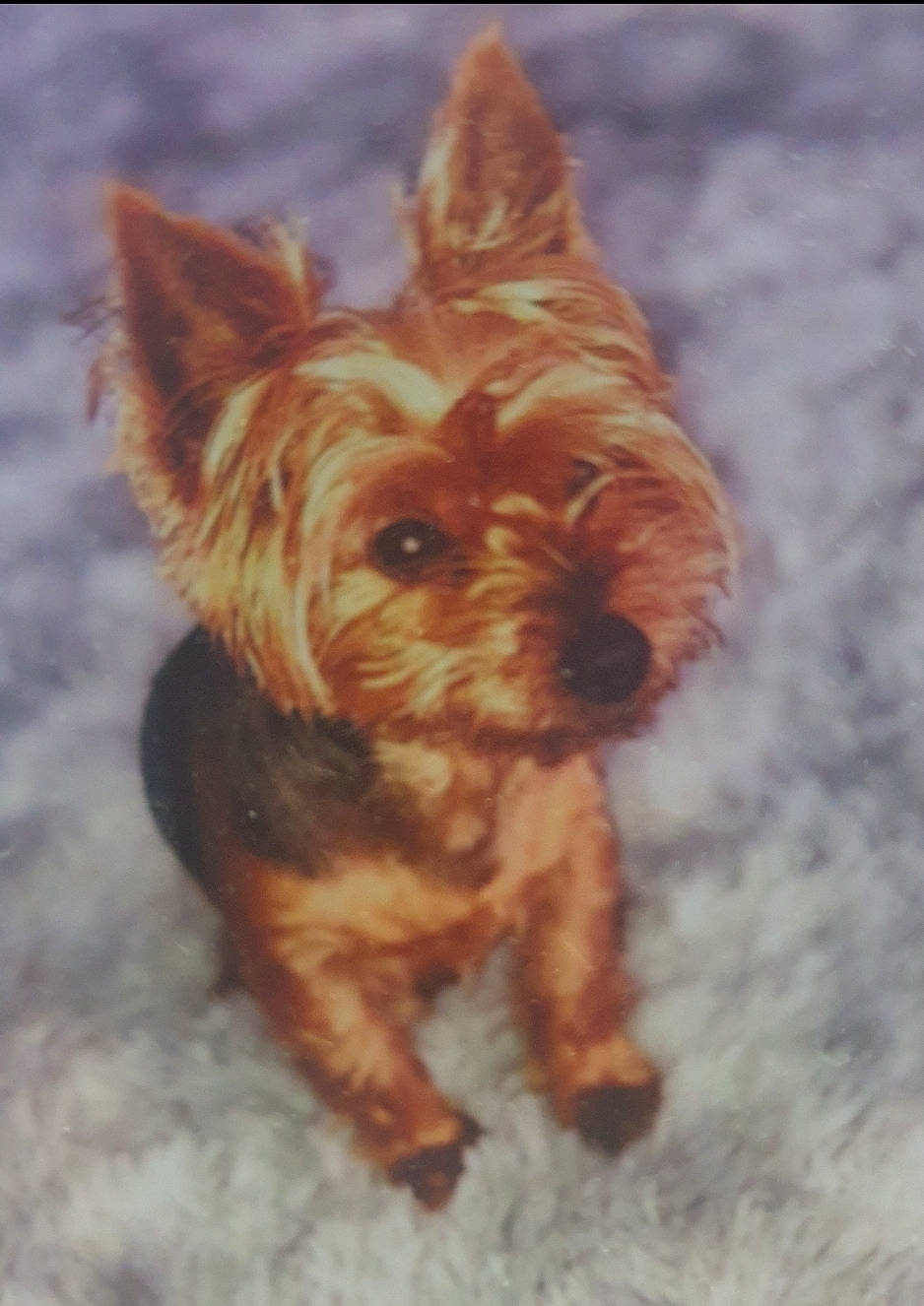 Coquin a rejoint le concours — aidez-le/la à gagner de superbes lots ! biewer_terrier, carnivore, companion_dog, dog, dog_breed, dog_supply, fawn, fur, liver, pet_supply, small_terrier, snout, snow, sporting_group, terrestrial_animal, terrier, toy_dog, water_dog, working_animal, yorkipoo