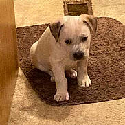 Bud is registered to the contest to win money with this photo: puppy, dog, indoor, rug, brown_rug, floor, vent, wooden_furniture, small_dog, pet, animal, cute, sitting, young_dog, carpet, home, domestic, companion, curious, shy