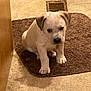puppy, dog, indoor, rug, brown_rug, floor, vent, wooden_furniture, small_dog, pet, animal, cute, sitting, young_dog, carpet, home, domestic, companion, curious, shy
