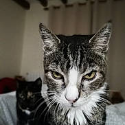 Gribouille a rejoint le concours — aidez-le/la à gagner de superbes lots ! cat, tabby_cat, tuxedo_cat, indoor, bed, blanket, curtains, feline, whiskers, close_up, portrait, pet, animal, domestic_animal, fur, eyes, ears, muzzle, resting, two_cats