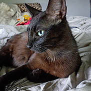 Sissy is registered to the contest to win money with this photo: animal, bed, black_cat, blanket, cat, close_up, cozy, cute, domestic_animal, feline, fur, green_eyes, indoor, pet, relaxed, resting, side_view, sleepy, soft_light, whiskers