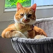Gaara participe au concours pour gagner de l'argent avec cette photo : animal, cat, cat_bed, closeup, cozy, domestic, ears, feline, fur, green_foliage, harness, indoor, natural_light, orange_cat, pet, relaxed, resting, whiskers, white_cat, window