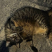 Shadow joined the competition — help win amazing prizes! cat, tabby, feline, pet, animal, lying_down, relaxed, stone_floor, paw, whiskers, fur, cute, domestic, mammal, sleepy, indoor, portrait, resting, closeup, striped