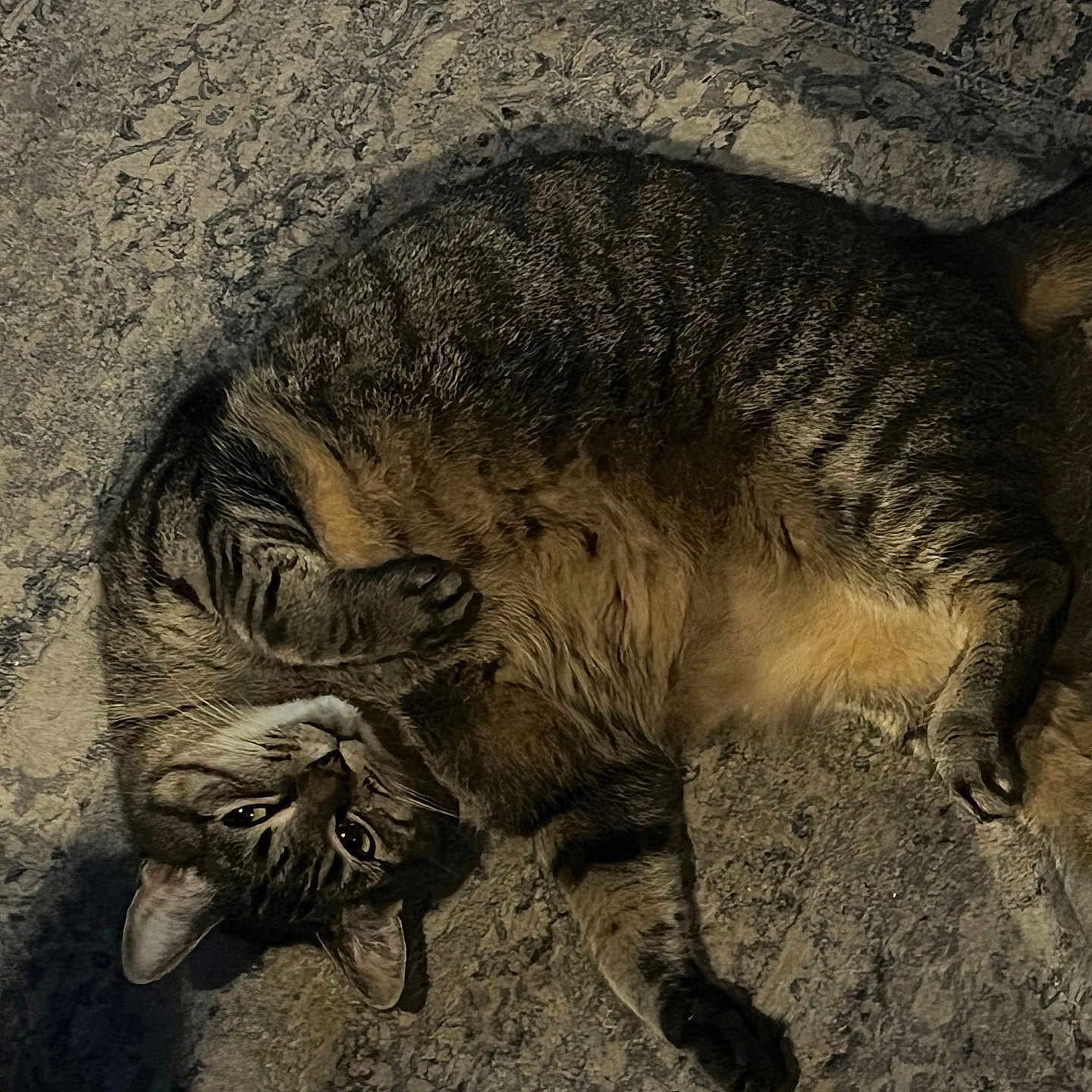 Shadow joined the competition — help win amazing prizes! cat, tabby, feline, pet, animal, lying_down, relaxed, stone_floor, paw, whiskers, fur, cute, domestic, mammal, sleepy, indoor, portrait, resting, closeup, striped