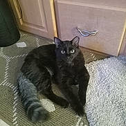 Sage joined the competition — help win amazing prizes! cat, black_cat, fluffy_tail, indoor, carpet, rug, wooden_cabinet, pet, animal, feline, curious, sitting, floor, domestic_cat, cute, furry, household, relaxed, looking, eyes