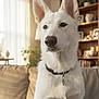 animal, bookshelf, canine, collar, couch, cozy, curtains, decor, dog, domestic, furniture, household, indoor, living_room, pet, plant, portrait, sitting, sunlight, white_dog
