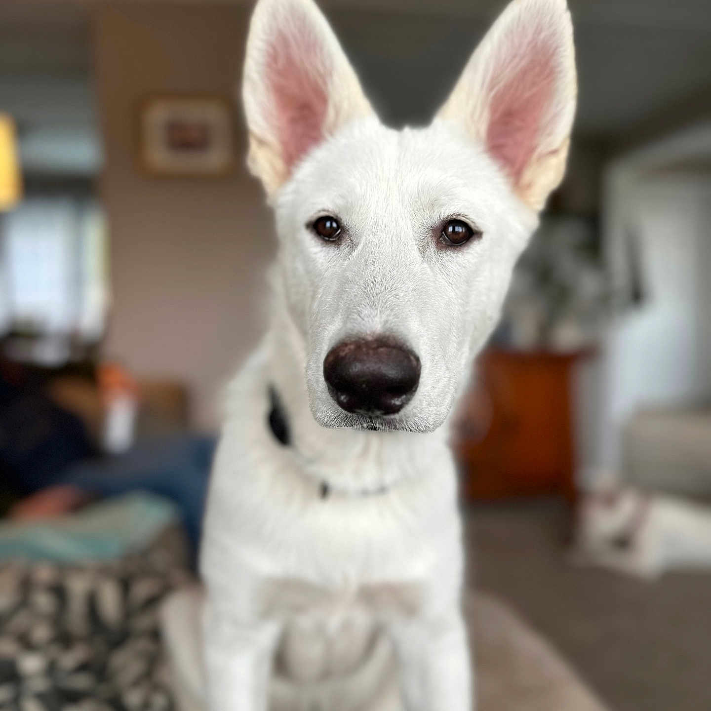 Thunder is registered to the contest to win money with this photo: animal, blanket, blurred_background, canine, close_up, collar, cozy, dog, domestic, eyes, fur, furniture, indoor, large_ears, living_room, nose, pet, portrait, sitting, white_dog