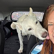 Thunder is registered to the contest to win money with this photo: affection, car_interior, closeup, companion, dog, friendship, hair, indoor, leash, licking, person, pet, rain, seat, seatbelt, smiling, transport, white_dog, window, woman