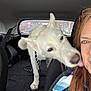 affection, car_interior, closeup, companion, dog, friendship, hair, indoor, leash, licking, person, pet, rain, seat, seatbelt, smiling, transport, white_dog, window, woman