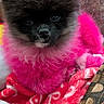 Bella Duvall joined the competition — help win amazing prizes! dog, pomeranian, fluffy, pink_fur, blanket, red, white, patterned, cute, pet, animal, indoors, cozy, fur, face, sitting, texture, fabric, closeup, small_dog