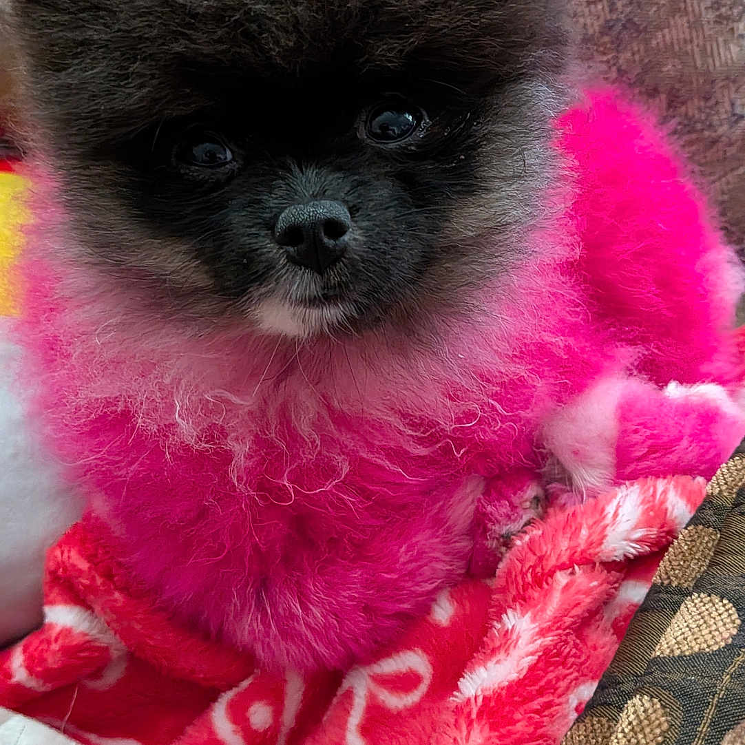 Bella Duvall joined the competition — help win amazing prizes! dog, pomeranian, fluffy, pink_fur, blanket, red, white, patterned, cute, pet, animal, indoors, cozy, fur, face, sitting, texture, fabric, closeup, small_dog
