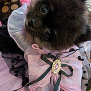 Bella Duvall joined the competition — help win amazing prizes! dog, black_dog, fluffy, costume, pink, bow, jewel, ruffle, cute, indoor, couch, fabric, eyes, pet, animal, portrait, closeup, furniture, decor, soft