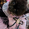 dog, black_dog, fluffy, costume, pink, bow, jewel, ruffle, cute, indoor, couch, fabric, eyes, pet, animal, portrait, closeup, furniture, decor, soft