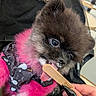 Bella Duvall is registered to the contest to win money with this photo: dog, puppy, pink_fur, black_fur, licking, popsicle_stick, hand, nails, black_nails, indoor, chair, poster, furniture, closeup, cute, playful, pet, animal, fur, tongue