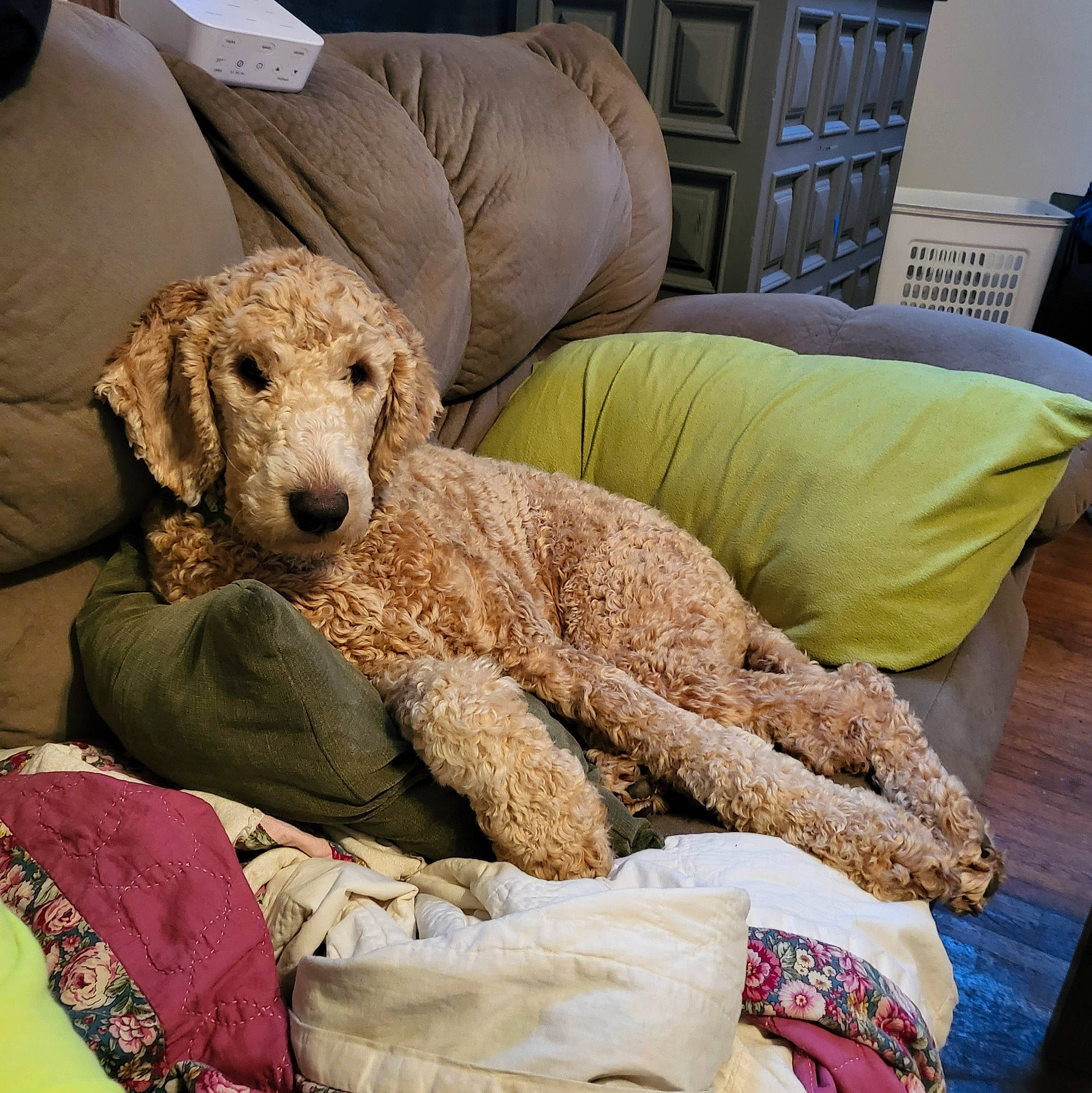 Demo joined the competition — help win amazing prizes! cabinetry, canidae, carnivore, chair, comfort, companion_dog, couch, dog, dog_breed, drawer, fawn, fur, labradoodle, linens, room, sporting_group, standard_poodle, terrier, water_dog, working_animal