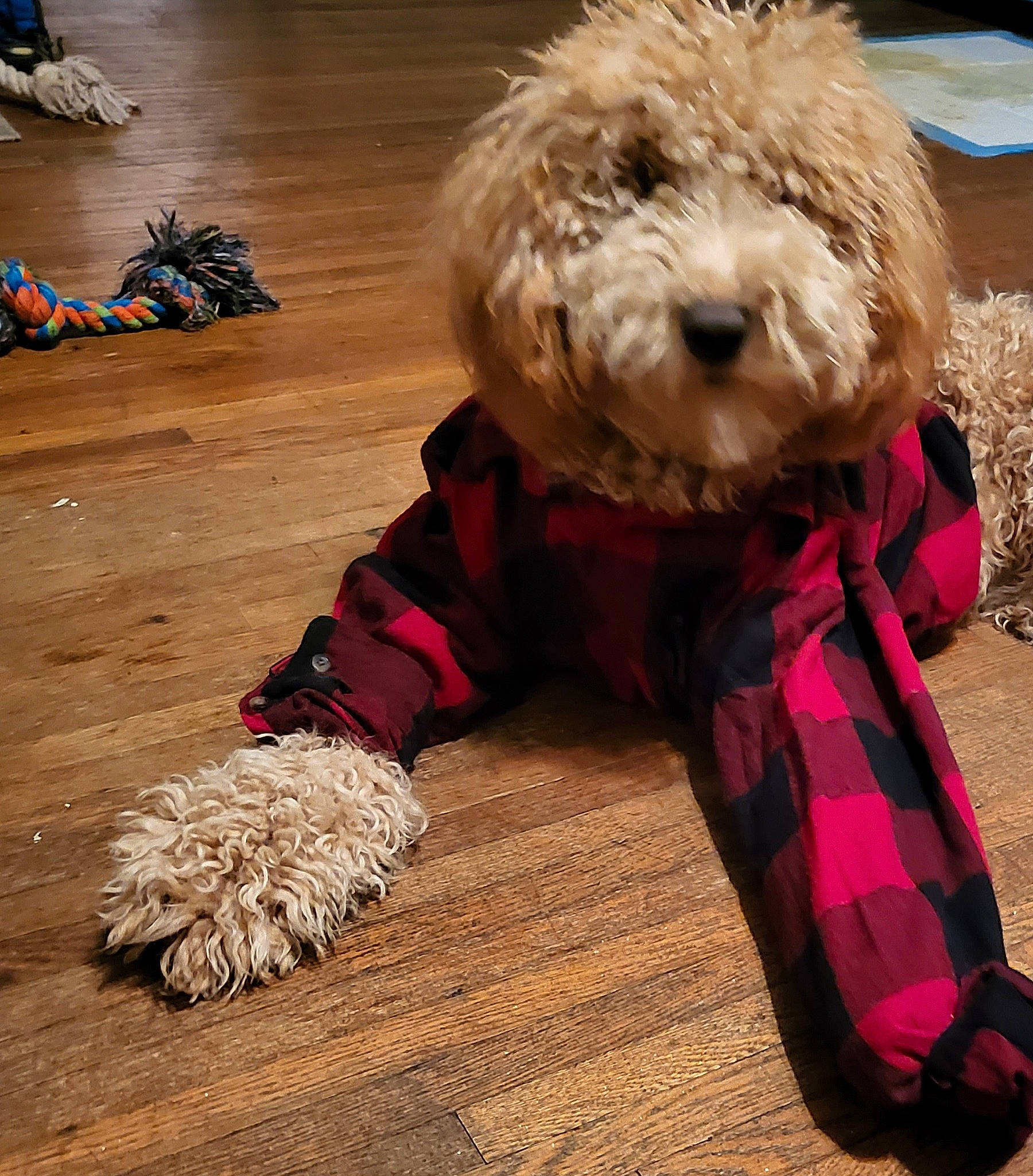 Demo joined the competition — help win amazing prizes! companion_dog, dog, dog_breed, dog_clothes, dog_collar, dog_supply, fawn, flooring, fur, hardwood, labradoodle, pattern, sitting, small_terrier, sporting_group, terrier, toy, toy_dog, wood, working_animal