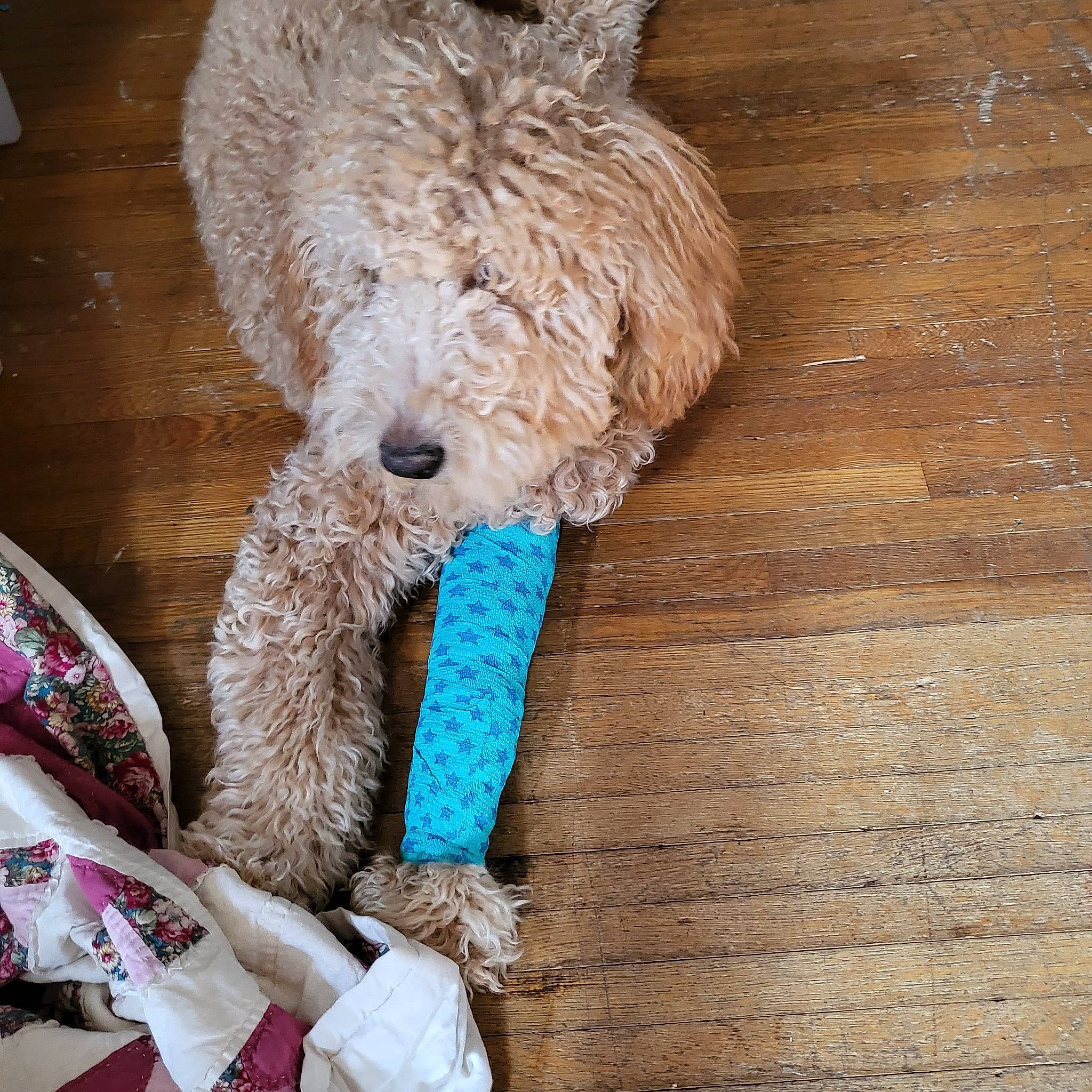 Demo joined the competition — help win amazing prizes! canidae, carnivore, collar, companion_dog, dog, dog_breed, dog_clothes, dog_collar, dog_supply, fawn, pet_supply, sheep, snout, sporting_group, stuffed_toy, teddy_bear, toy, wood, wool, working_animal