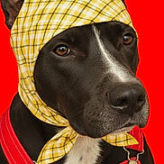 Bear is registered to the contest to win money with this photo: animal, black_fur, close_up, costume, cute, dog, domestic_animal, ears, expression, fashion, headwear, mammal, overalls, pet, portrait, red_background, studio_photo, text_overlay, white_markings, yellow_headscarf