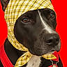 animal, black_fur, close_up, costume, cute, dog, domestic_animal, ears, expression, fashion, headwear, mammal, overalls, pet, portrait, red_background, studio_photo, text_overlay, white_markings, yellow_headscarf