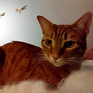 Milo a rejoint le concours — aidez-le/la à gagner de superbes lots ! cat, orange_tabby, whiskers, close_up, pet, feline, indoor, relaxed, fur, animal, portrait, domestic_cat, curious, soft_light, face, ears, muzzle, background, decor, resting