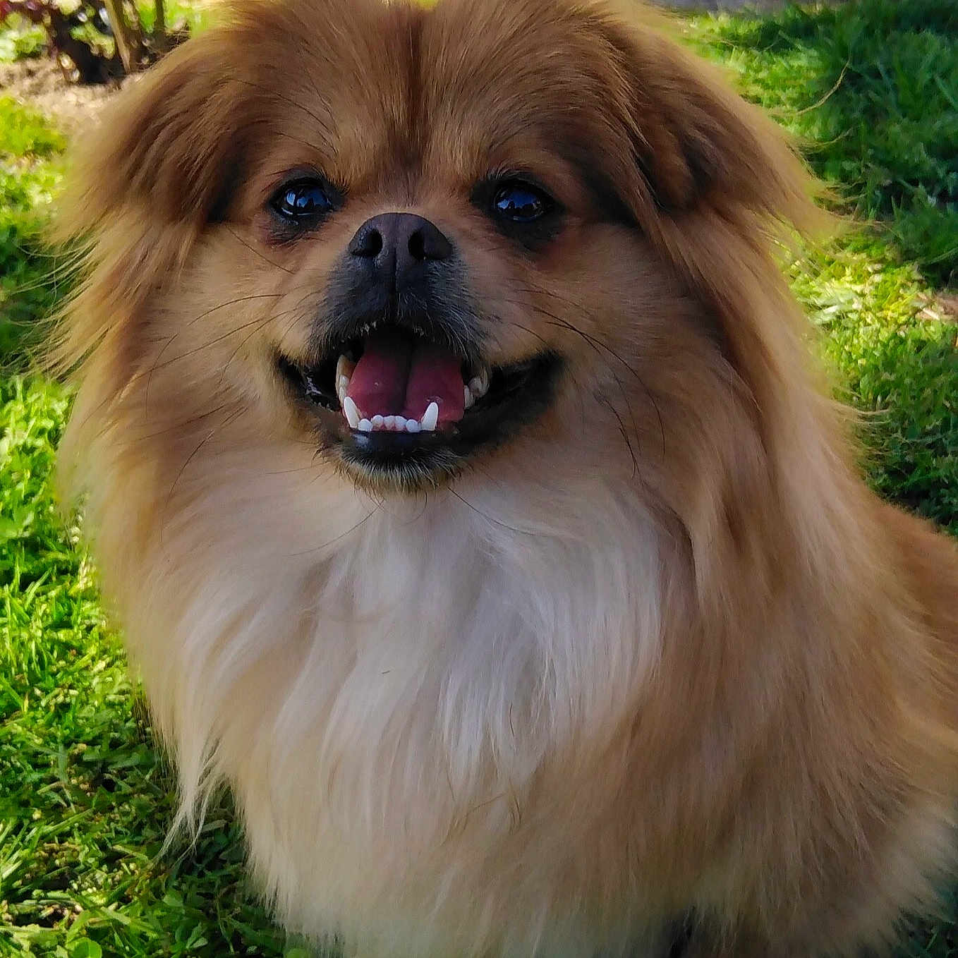 Rosabelle participe au concours pour gagner de l'argent avec cette photo : dog, smiling, fluffy, golden, grass, outdoor, pet, happy, fur, tongue, animal, nature, cute, small_dog, paw, daylight, canine, mammal, portrait, friendly