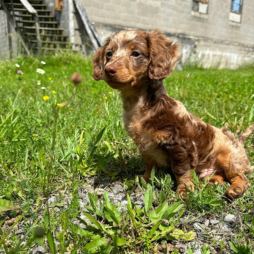 Charlie joined the competition — help win amazing prizes! animal, architecture, backyard, building, canine, cockerspaniel, dog, field, grass, grassland, herbal, herbs, nature, outdoors, pet, plant, puppy, shelter, terrier, yard