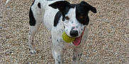 Gipsy a rejoint le concours — aidez-le/la à gagner de superbes lots ! dog, black_and_white, tennis_ball, outdoor, gravel, playful, pet, animal, tongue_out, happy, standing, ears_up, spot_pattern, tail, mouth, canine, close_up, friendly, active, daylight