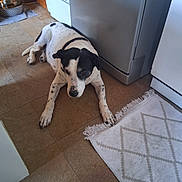 Gipsy participe au concours pour gagner de l'argent avec cette photo : dog, black_and_white, kitchen, floor, refrigerator, rug, pet, domestic, indoor, relaxed, lying_down, tile_floor, animal, canine, spot, quiet, home, companion, resting, household