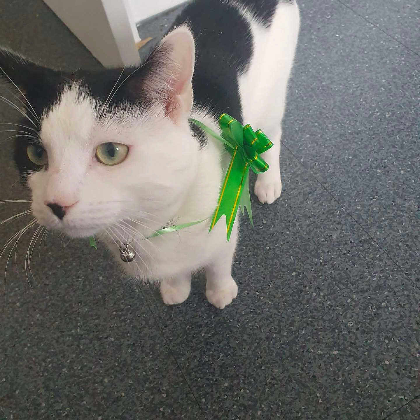 Milo is registered to the contest to win money with this photo: accessories, animal, cat, cricketinsect, flower, grass, green, insect, invertebrate, jewelry, kitten, leaf, mantis, manx, necklace, pet, plant, pottedplant, strap, wood