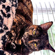Lokii is registered to the contest to win money with this photo: animal, blanket, blinds, cat, close_up, comfort, cozy, ears, feline, fur, indoor, leopard_print, pet, relaxed, resting, soft_light, tortoiseshell_cat, whiskers, window, yellow_eyes
