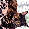 animal, blanket, blinds, cat, close_up, comfort, cozy, ears, feline, fur, indoor, leopard_print, pet, relaxed, resting, soft_light, tortoiseshell_cat, whiskers, window, yellow_eyes