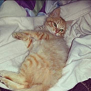 Manuhhh joined the competition — help win amazing prizes! animal, cat, cozy, cute, domestic_cat, feline, fluffy, fur, indoor, kitten, lying_down, orange_tabby, paw, pet, relaxed, resting, sleepy, soft, white_blanket, young_cat