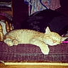 Manuhhh joined the competition — help win amazing prizes! animal, cat, couch, cozy, cute, domestic_cat, fabric, fur, furniture, household, indoor, orange_tabby, paw, pet, purple, relaxed, resting, sleeping, tabby, wooden_chair