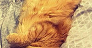 Manuhhh is registered to the contest to win money with this photo: bed, bedspread, cat, comfort, cozy, cute, domestic_animal, feline, fluffy, fur, indoor, looking_up, lying_down, orange_cat, patterned, paws, pet, relaxed, sleepy, whiskers