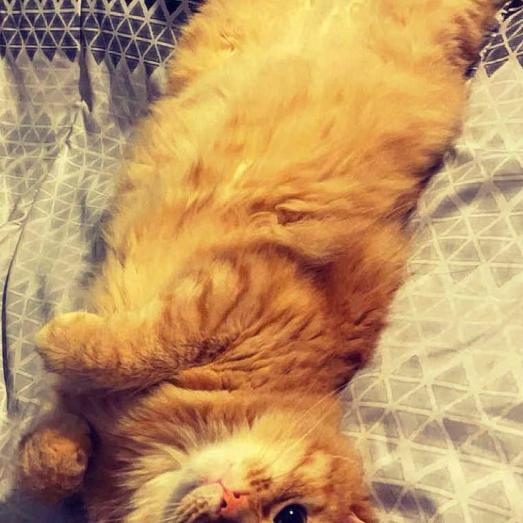 Manuhhh is registered to the contest to win money with this photo: bed, bedspread, cat, comfort, cozy, cute, domestic_animal, feline, fluffy, fur, indoor, looking_up, lying_down, orange_cat, patterned, paws, pet, relaxed, sleepy, whiskers