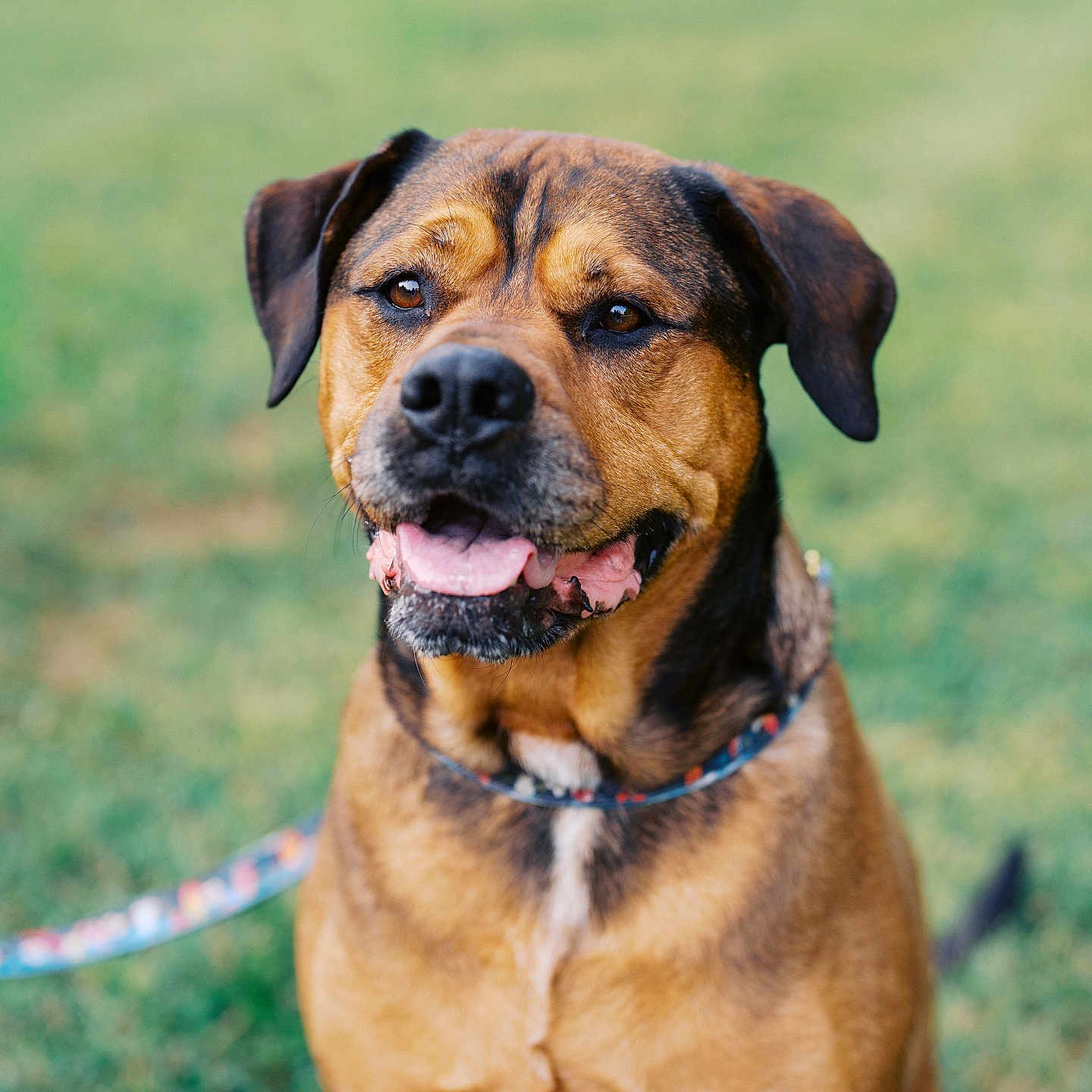 Lilo joined the competition — help win amazing prizes! dog, canine, pet, animal, outdoor, grass, leash, brown, portrait, tongue, ears, collar, friendly, mammal, cute, happy, sitting, nature, closeup, daylight