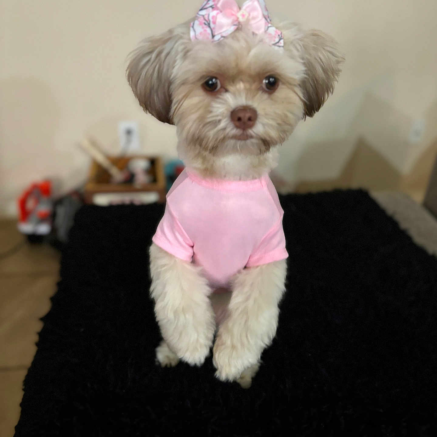 Daisy is registered to the contest to win money with this photo: affenpinscher, animal, canine, clothing, couch, dog, furniture, hat, pet, poodle, puppy, terrier, whitedog