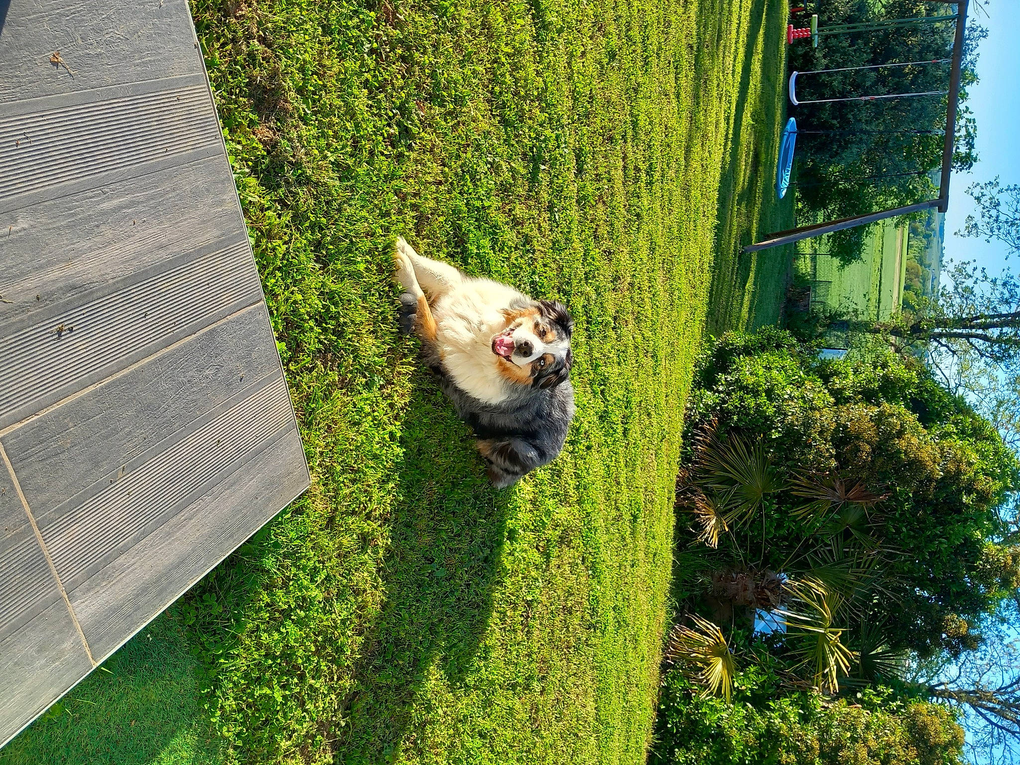 Indiana a rejoint le concours — aidez-le/la à gagner de superbes lots ! carnivore, cat, companion_dog, dog, dog_breed, fawn, felidae, grass, grass_family, groundcover, lawn, plant, shrub, small_to_medium_sized_cats, snout, tail, tree, trunk, whiskers, wood