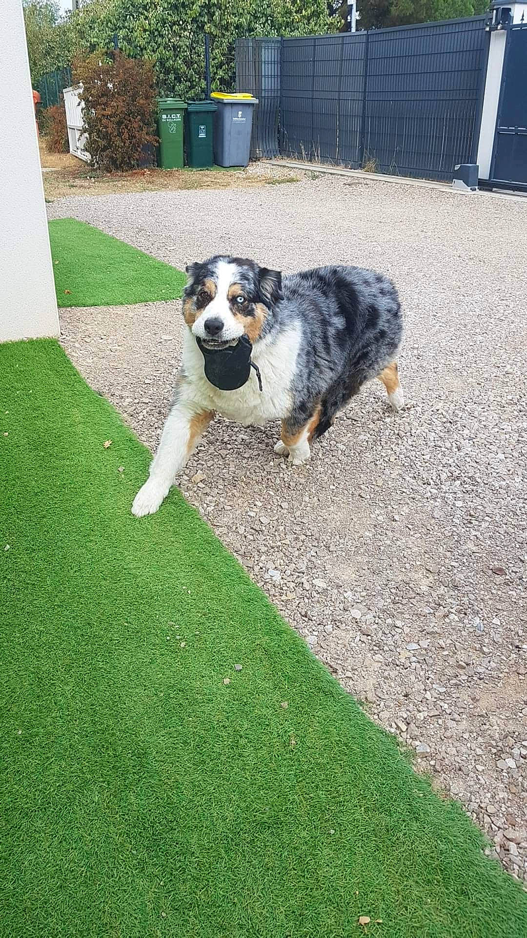 Indiana a rejoint le concours — aidez-le/la à gagner de superbes lots ! canidae, carnivore, companion_dog, dog, dog_breed, flooring, garden, grass, herding_dog, landscaping, lawn, plant, road_surface, sidewalk, sporting_group, tail, working_dog, yard