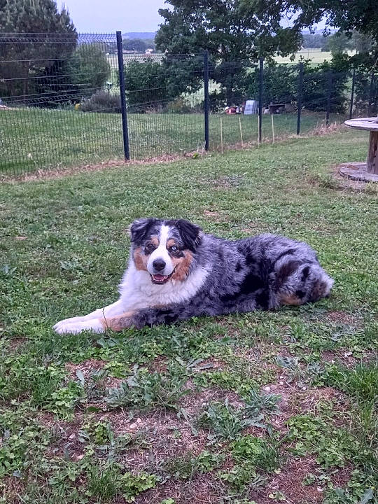 Indiana a rejoint le concours — aidez-le/la à gagner de superbes lots ! canidae, carnivore, companion_dog, dog, dog_breed, grass, herding_dog, moscow_watchdog, plant, pyrenean_mastiff, sky, sporting_group, terrestrial_animal, tree, working_dog, yard