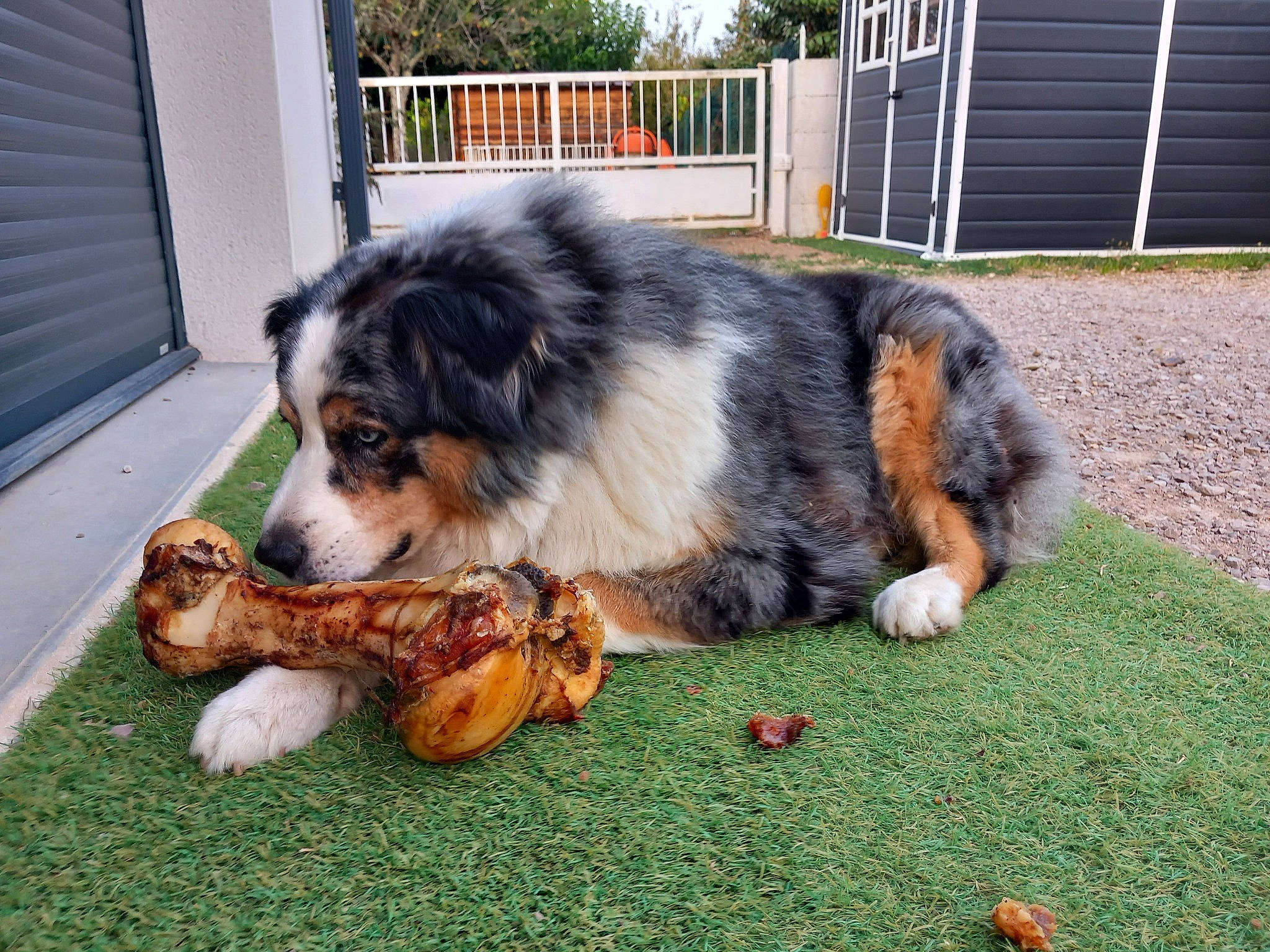 Indiana a rejoint le concours — aidez-le/la à gagner de superbes lots ! ancient_dog_breeds, canidae, carnivore, collie, companion_dog, dog, dog_breed, fence, fur, grass, herding_dog, home_fencing, plant, scotch_collie, snout, sporting_group, working_dog