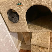 Ash is registered to the contest to win money with this photo: animal, carpet, cat, cat_tree, cozy, curious, curtain, cute, feline, furniture, gray_cat, hole, home, indoor, peeking, pet, playful, scratched, wide_eyes, wooden_floor