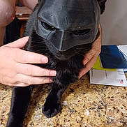 Spooky joined the competition — help win amazing prizes! animal, batman, black_cat, cat, closeup, costume, cute, domestic_animal, face_mask, feline, funny, granite_countertop, hands, indoor, mask, mischievous, person, pet, portrait, table