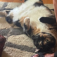 Callie joined the competition — help win amazing prizes! cat, tortoiseshell_cat, white_fur, black_fur, orange_fur, lying_down, belly_up, paws_up, green_eyes, whiskers, relaxed, playful, indoor, rug, carpet, wood_floor, sandal, human_feet, home, pet_photography