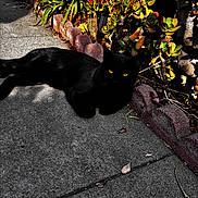 Tommy is registered to the contest to win money with this photo: black_cat, cat, animal, pet, outdoor, sidewalk, concrete, succulent, plants, garden, sunlight, shadow, yellow_eyes, nature, relaxing, resting, feline, greenery, daylight, urban