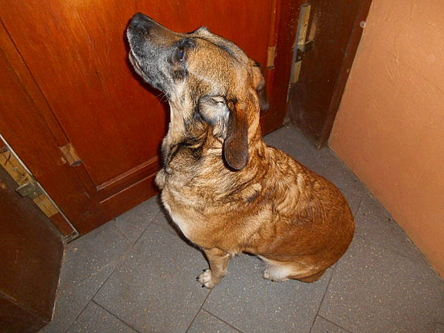 Fauve a rejoint le concours — aidez-le/la à gagner de superbes lots ! canidae, carnivore, companion_dog, dog, dog_breed, fawn, mammal, snout, sporting_group